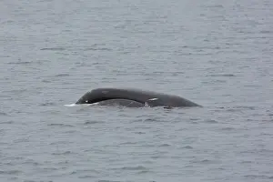 Balaena: Bowhead Whale - adult whale swimming at the surface