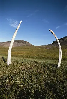 Chukotka: Bowhead whale bones