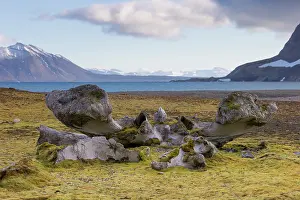 Skeletons: Bowhead Whale bones in arctic landscape