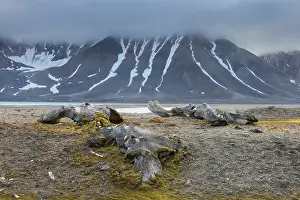 Skeletons: Bowhead Whale bones in arctic landscape
