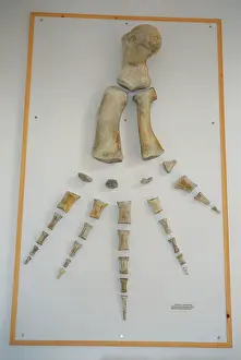 Flipper: Bowhead Whale flipper bones