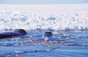 Surfacing: Bowhead Whale - x two, at ice edge