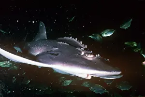 Bowmouth guitarfish swimming - Also known as: Sharkfin