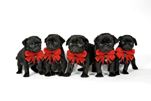 Bows: Dog