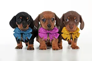 Bows: Dog