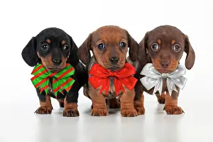 Bows: Dog