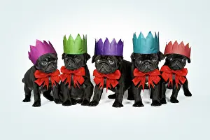 Bows: Dog