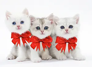 Bows: Cat