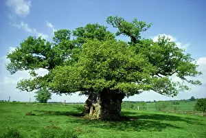 Named: Bowthorpe Oak - Oak with greatest girth in UK