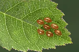 Gonocerus: Box Bug - eggs on wild rose leaves