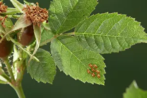 Gonocerus: Box Bug - eggs on wild rose leaves