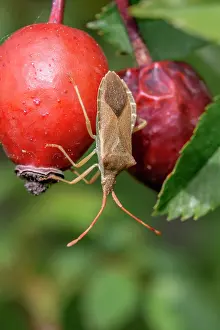Coreidae: Box bug (Gonocerus acuteangulatus) on Dog rose (