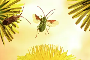 Gonocerus: Box bug (Gonocerus acuteangulatus) in flight at