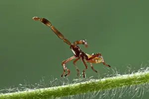 Shank: Box Bug - young bug just hatched out of its egg