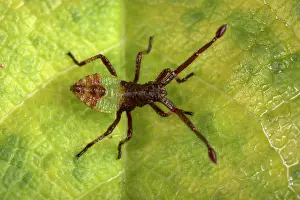 Gonocerus: Box Bug - Young bug just hatched out of its egg