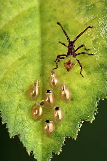 Gonocerus: Box Bug - Young bug just hatched out of its egg