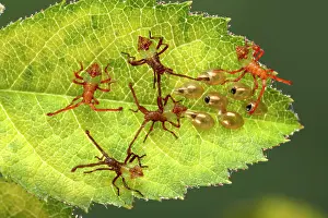 Gonocerus: Box Bug - Young bugs just hatched out of their eggs