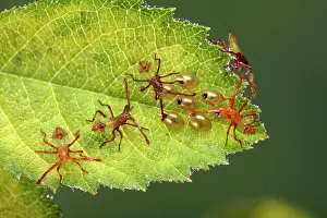 Gonocerus: Box Bug - Young bugs just hatched out of their eggs