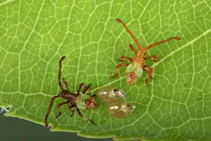 Gonocerus: Box Bug - Young bugs just hatched out of their eggs