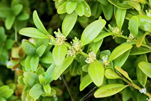 Buxus: Box bush - in flower