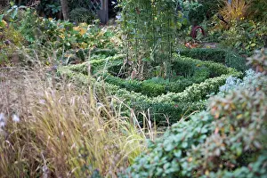 Boxwood: Box