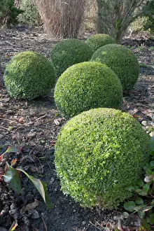 Sphere: Box, Common