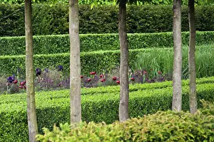 Sempervirens: Box, Common