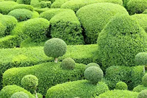 Topiary: Box, Common Box, Buxus sempervirens, Cloud Topiary.-