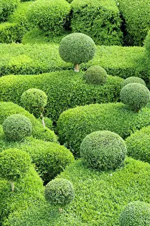 Topiary: Box, Common Box, Buxus sempervirens, Cloud Topiary.-