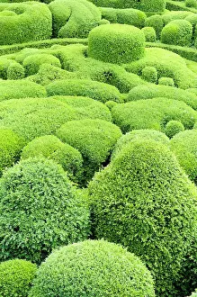 Topiary: Box, Common Box, Buxus sempervirens, Cloud Topiary.-