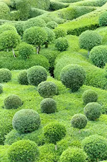 Topiary: Box, Common Box, Buxus sempervirens, Cloud Topiary.-