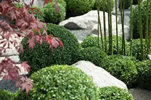 Flowerphotos: Box, Common Box, Buxus sempervirens, A japanese
