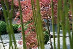 Flowerphotos: Box, Common Box, Buxus sempervirens, A japanese