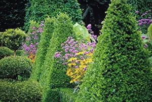 Sempervirens: Box