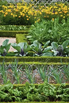 Topiary: Box