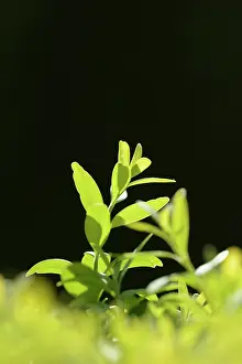 020617: Box, Common, Buxus sempervirens, Green subject