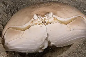 Calappa: Box Crab on night dive