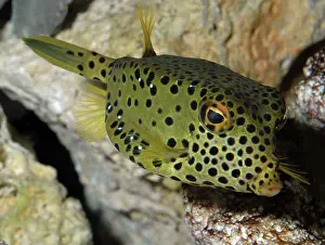 Boxfish: Box fish