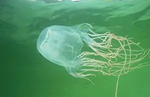 Chironex: Box jellyfish