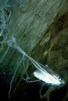 Chironex: Box Jellyfish / Sea Wasp - fish fighting to free itself