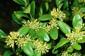 Sempervirens: BOX - LEAVES AND FLOWERS