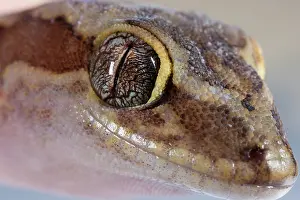 Diplodactylus: Box-patterned Gecko