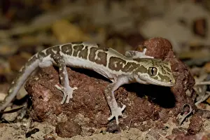 Steindachneri: Box-patterned Gecko