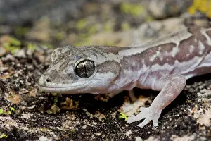 Steindachneri: Box-patterned Gecko