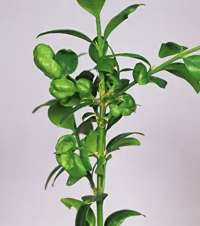 Sucker: Box sucker damage to Box plant
