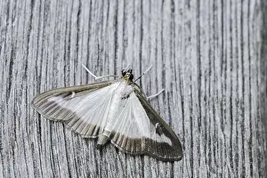 Weathered: Box tree moth (Cydalima perspectalis) on weathered wood