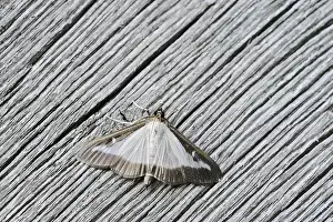 Weathered: Box tree moth (Cydalima perspectalis) on weathered wood