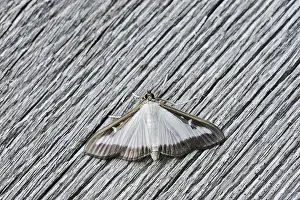 Weathered: Box tree moth (Cydalima perspectalis) on weathered wood
