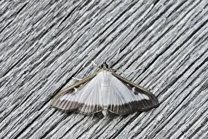 Weathered: Box tree moth (Cydalima perspectalis) on weathered wood