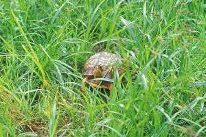 Terrapene: Box Turtle